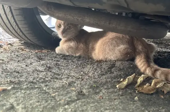 Кошка найдена на Жуковского, 20