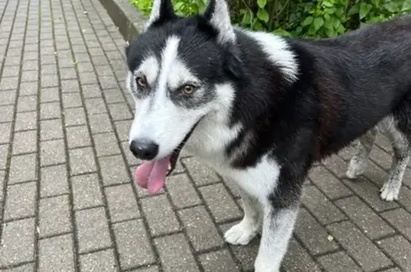 Собаки потеряшки, Калининград, фото: Найдена собака, ул. А. Невского, Калининград