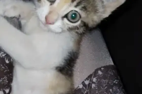 Объявления о пропавших и найденных животных, Тамбов, фото: Пропала кошка, Весенняя ул., Тамбов