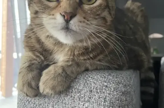 Кошки потеряшки, Чесноковский сельсовет, фото: Потеряшка кошка Муся, Уфа, Башкортостан