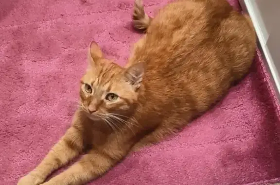 Потерянные животные Великий Новгород, фото: Пропал кот на Белова 11, Великий Новгород