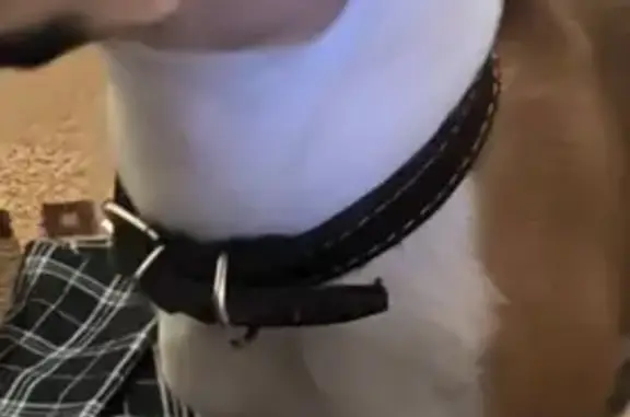 Собаки потеряшки, Пенза, фото: Потеряшка собака, Активная 10Б, Пенза