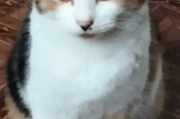 Кошки потеряшки, Галки, фото: Потеряшка кошка, Первомайская улица, Галки