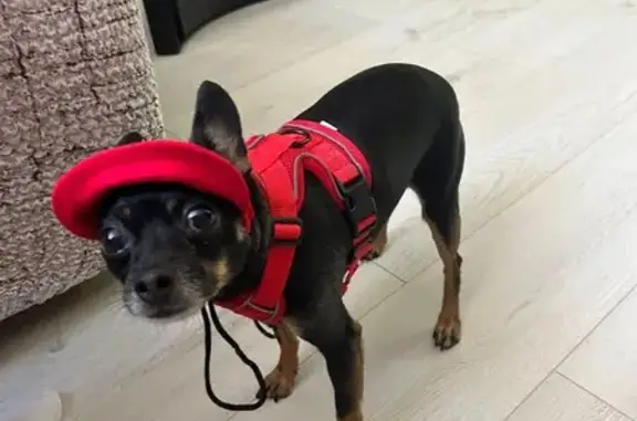 Объявления о пропавших и найденных животных, Падь Мельничная, фото: Пропала собака, Падь Мельничная, Иркутск