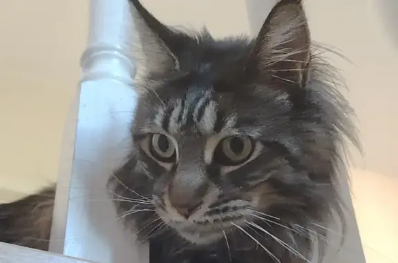 Кошки потеряшки, Новомосковск, фото: Потеряшка кошка в Новомосковске, Тульская обл.