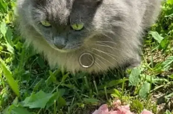 Кошка найдена в СНТ Васильево, Татарстан: vk.com/wall-61313463_649131