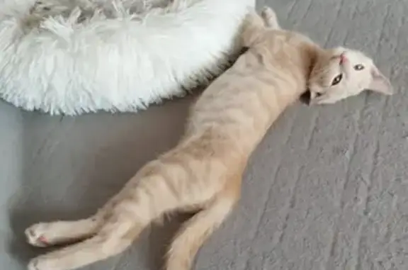 Потерянные животные Курск, фото: Пропала кошка Аки, Береговая ул., 5, Курск