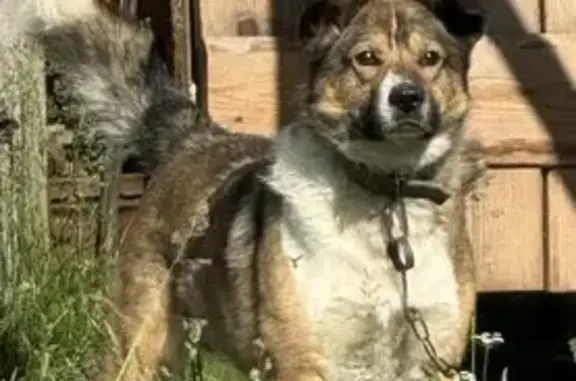 Собаки потеряшки, Вильва, фото: Потеряшка собака, Почтовая ул., 23, Вильва