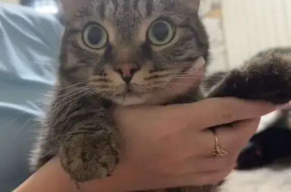 Кошки потеряшки, , фото: Потеряшка кошка на ул. Карла Маркса, 262