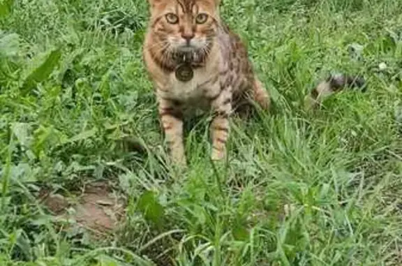 Найдена кошка на Советской, Новочебоксарск