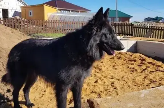 Собаки потеряшки, Липецкий муниципальный округ, фото: Потеряшка собака Муза, Тамбовская ул., Сырский