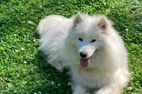 Собаки потеряшки, Глазово, фото: Потеряшка собака на Юрьевской улице, 3