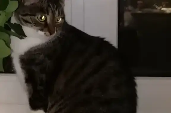 Кошки потеряшки, Семенково, фото: Потеряшка кошка, 3 года, МО