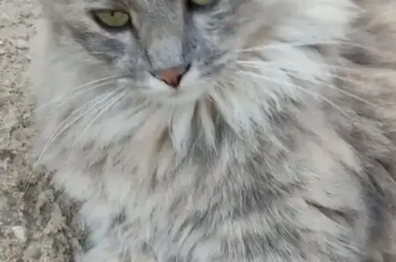 Объявления о пропавших и найденных животных, Шелково, фото: Пропала кошка, Шелково, Заводской пер. 2