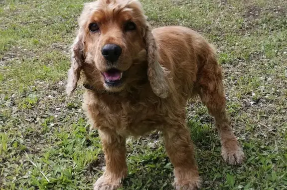 Собаки потеряшки, , фото: Потеряшка собака на трассе А-376, 510 км