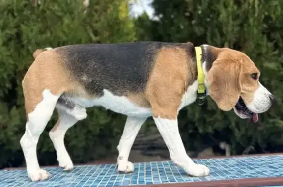 Потерянные животные Госпитомник, фото: Пропала собака! Вознаграждение, 18К-2, 3