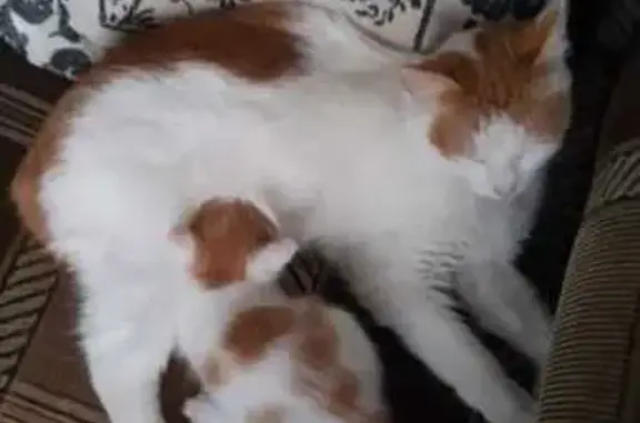 Потерянные животные Тверь, фото: Пропала кошка на бульваре Цанова, Тверь