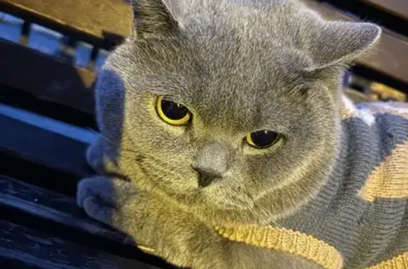 Кошки потеряшки, Санкт-Петербург, фото: Потеряшка кошка, пр. Культуры, СПб