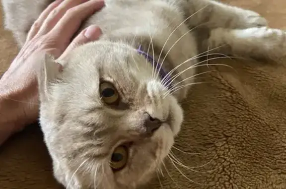 Найденные животные Пенза, фото: Найдена кошка, ул. Карпинского, 188, Пенза