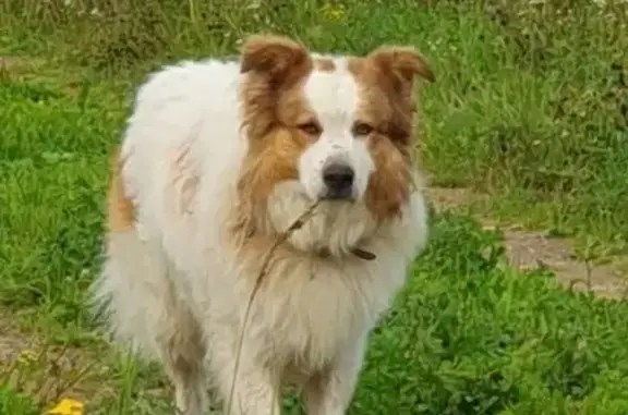 Найдена собака, Московская область, фото: Собака найдена в Сидорково, МО, 46Н-03862