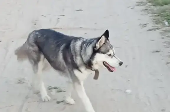 Найдена собака, Зоркальцевское, фото: Найдена хаски, 86 квартал, Зоркальцево