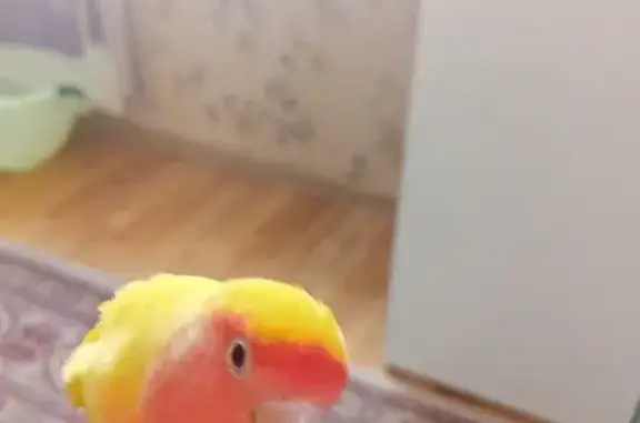 Найденные животные Самара, фото: Найден попугай на 5-й просеке, 110Д, Самара