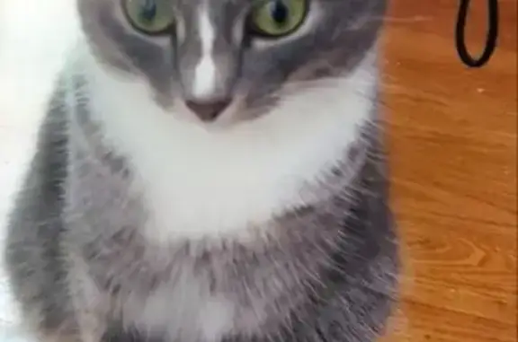 Кошки потеряшки, Тбилиси, фото: Потеряшка кошка, ул. Д. Тавхелидзе, Тбилиси