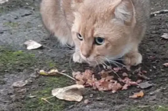 Найдена кошка на Севанской улице, 17, Москва