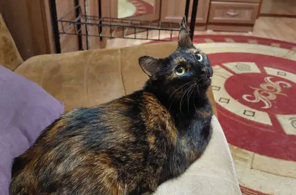 Потерянные животные Тверь, фото: Пропала кошка на улице Резинстроя, Тверь