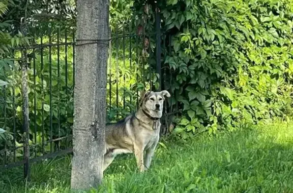 Найдена собака в Вышгороде, МО, 46Н-05983