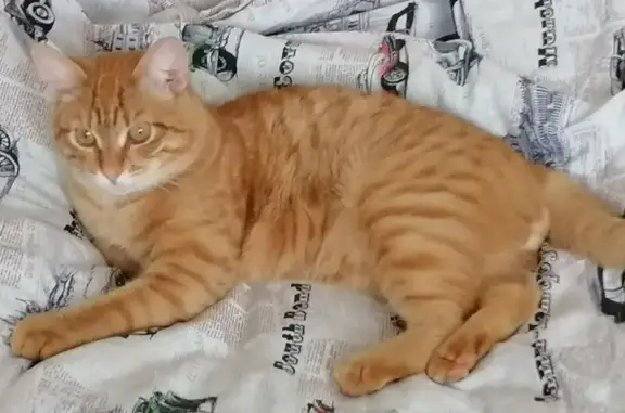 Объявления о пропавших и найденных животных, Нягань, фото: Пропала кошка на Пионерской, 97/2, Нягань