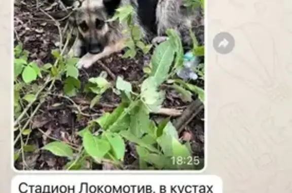 Собаки потеряшки, Пенза, фото: Потеряшка собака. Ново-Казанская ул., 4, Пенза