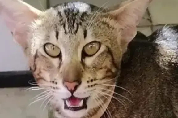 Кошки потеряшки, Должанская, фото: Потеряшка кошка Марек, ул. Ленина, 62А