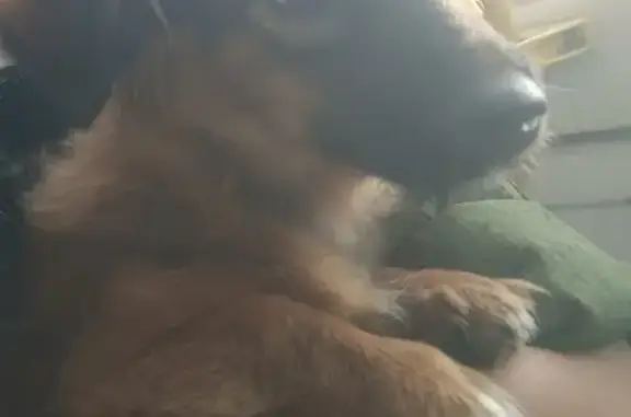 Найдена собака, Вязьма, фото: Найдена собака, Юбилейная ул., Вяземское