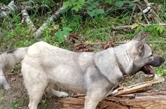 Найдена собака, , фото: Найдена собака в Красноярском, Марий Эл