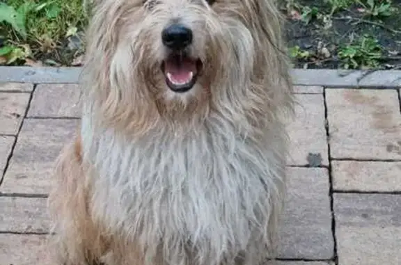 Собаки потеряшки, 1-я Моква, фото: Потеряшка собака на Парковой улице, 1-я Моква