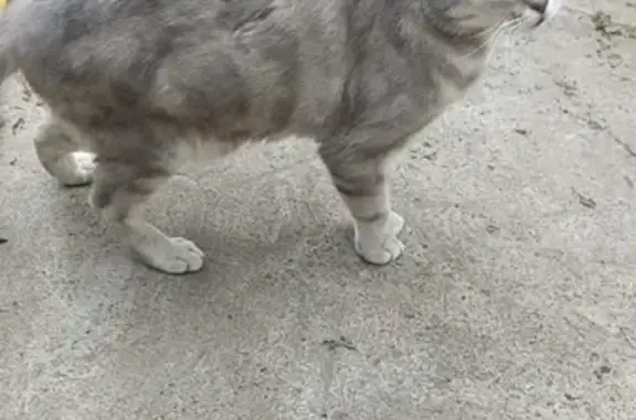 Найдена кошка, Нармонка, фото: Найдена кошка, ул. Габишева, 35, Нармонка