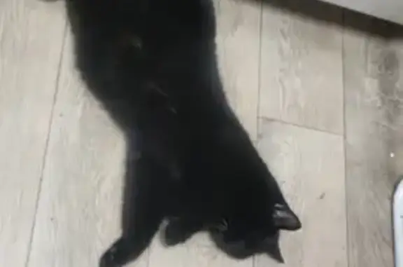 Кошки потеряшки, Красноярск, фото: Потеряшка кошка, Аэровокзальная ул., 1