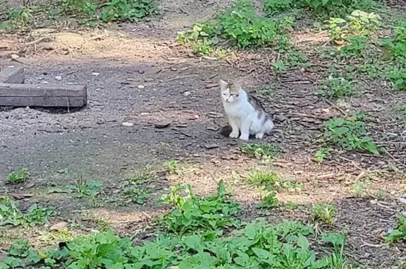 Найдена кошка: Родионовская ул., 6/7, Москва