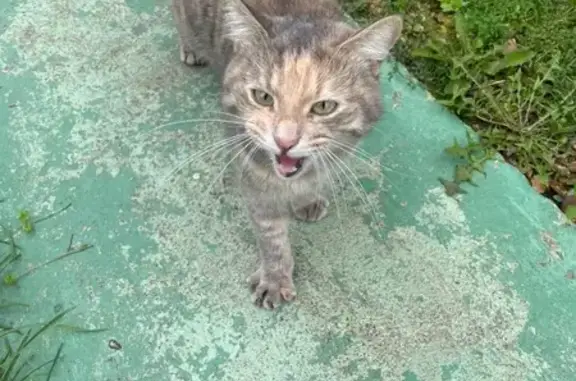 Найдена кошка, Васильево, фото: Найдена кошка в садоводчестве Каенлык, Васильево