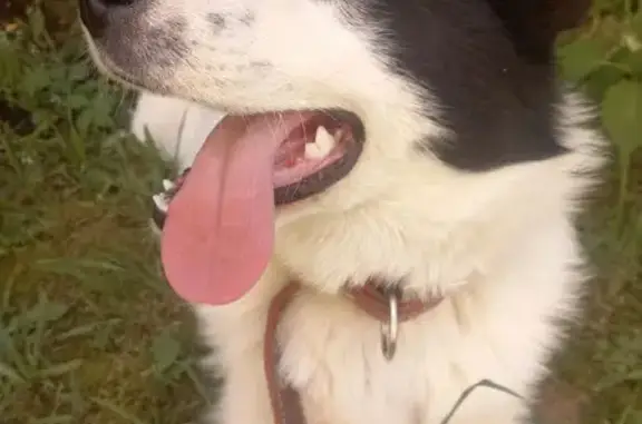 Собаки потеряшки, Афанасово, фото: Потеряшка собака, 4-я линия, Афанасово