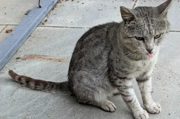 Пропала кошка, Московская область