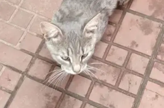 Найдена кошка, Куярское, фото: Найдена кошка в СНТ Лесное, Куярское СП