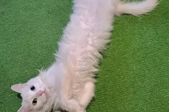 Объявления о пропавших и найденных животных, Марковское, фото: Пропала кошка, Марковское, Иркутская обл.