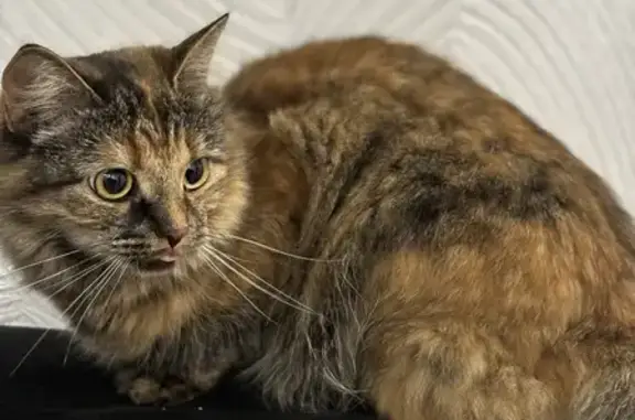 Потерянные животные Пенза, фото: Пропала кошка, проспект Строителей, 168