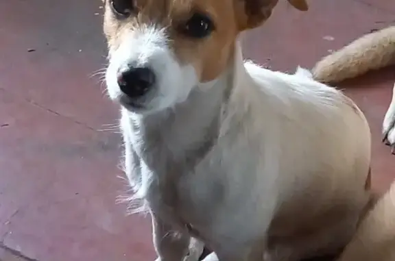 Собаки потеряшки, , фото: Потеряшка собака, Плановая ул., 2, Элитный