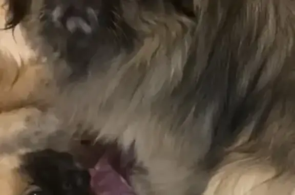 Собаки потеряшки, , фото: Потеряшка собака, ул. Ломоносова, 17, Смоленск