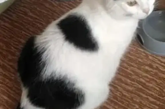 Кошки потеряшки, Москва, фото: Потеряшка кошка, 11-я Парковая ул., 9/35, Москва