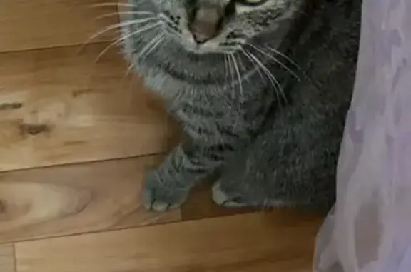 Кошки потеряшки, Бодайбо, фото: Потеряшка кошка, Лесная ул., Бодайбо