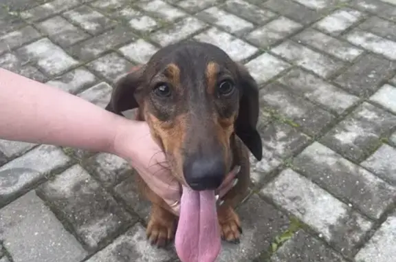 Найдена собака, Московская область, фото: Найдена такса, Московская обл., Беларусь